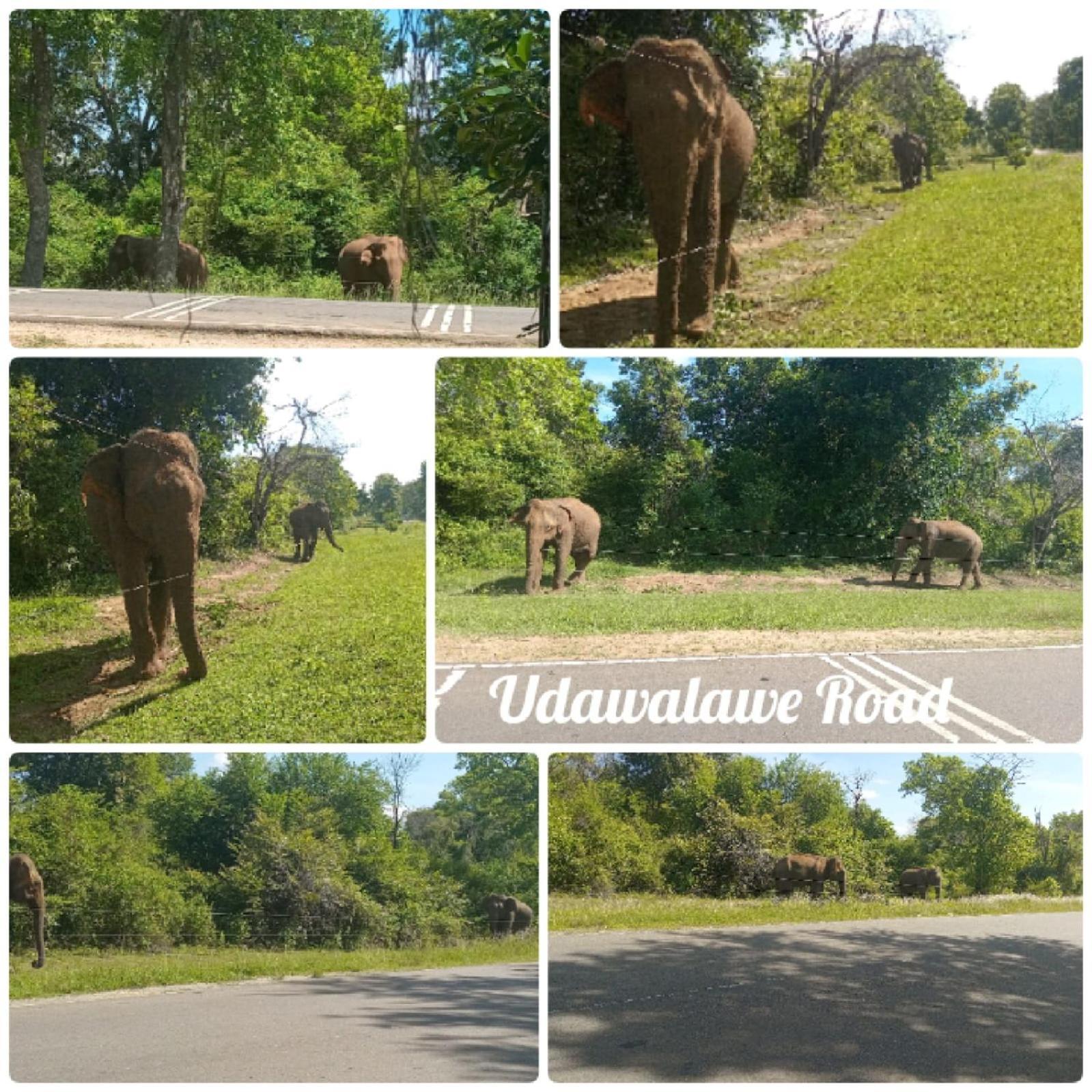 Peacock Villa Resort อุดาวาลาเว ห้อง รูปภาพ
